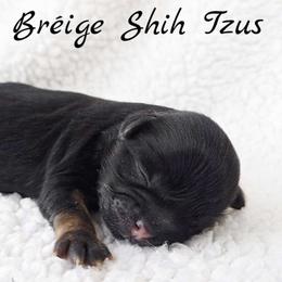 AKC Black & Tan Dobie Marked Female - Black and tan female Shih Tzu puppy in Las Vegas, Nevada from Beirin Breige Shih Tzus