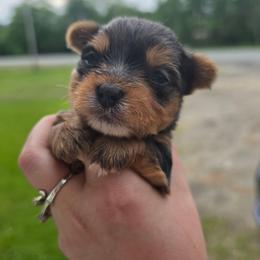 Boba - Blue and gold male Yorkshire Terrier puppy in West Enfield, Maine from GRIFFEY'S SPA AND KENNEL