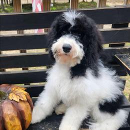 Pina Colada - Black and white female Cockapoo puppy in Mancelona, Michigan from Lavender poodles & doodles