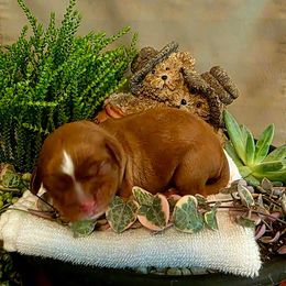 Tank - Ruby male Cavalier King Charles Spaniel puppy in Pennsylvania from Julie's Cavalier King Charles Spaniels