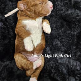 Light Pink-Girl - Red female Labradoodle puppy in Payson, Utah from Utah County Labradoodles