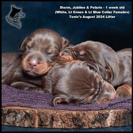 Dalmatian and Doberman Pinscher Puppies from Lorelei Legends
