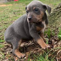 Girl 6 - Blue female Catahoula Leopard Dog puppy in Gadsden, Alabama from Rich Cat’s