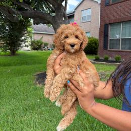 Latte - Red  female Goldendoodle puppy in Humble, Texas from Simply Dane Doodles