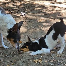 Preacher - Rat Terrier
