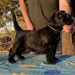 Boy 1 - Black male Black Russian Terrier puppy in Oklahoma from Ter’Avalon Kennel