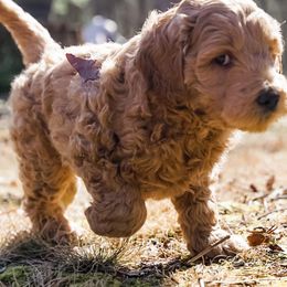 Goldendoodle Puppies from Cottage Falls Goldendoodles