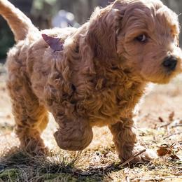 Goldendoodle Puppies from Cottage Falls Goldendoodles