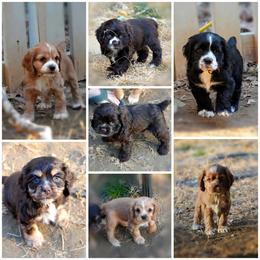 Cocker Spaniel Puppies from Cocker Cottage