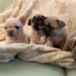 French Bulldog Puppies from Lollypop Frenchies