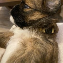 Lhasa Apso Puppies from Lhasa Apso Doggy Stylez Fl