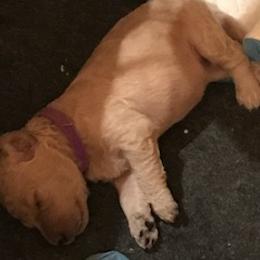 Goldendoodle Puppies from Da Ruba Doodles