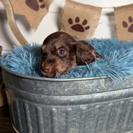 Walker - Chocolate male Dachshund puppy in New Albany, Mississippi from Double A. Doxies