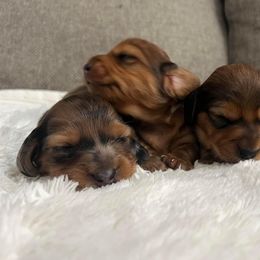 Dachshund Puppies from Ruby Desert Doxies
