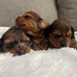 Dachshund Puppies from Ruby Desert Doxies