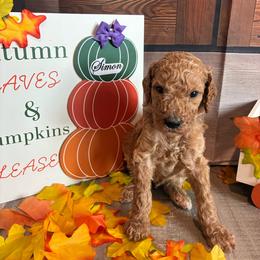 Simon - Apricot male Poodle puppy in Fountain, Florida from Silva Royale Standard Poodles