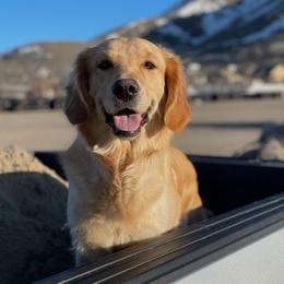 Maggy - Golden Retriever