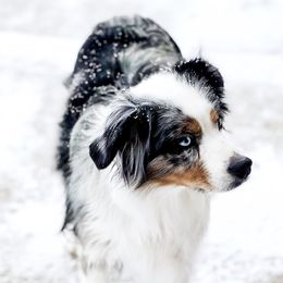 Sage - Miniature Australian Shepherd