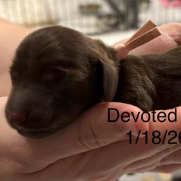 Pink Collar - Chocolate female Dachshund puppy in Belfair, Washington from Devoted Doxies, Lorraine’s Yorkies