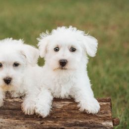 Miniature Schnauzers from Sunshine Schnauzers