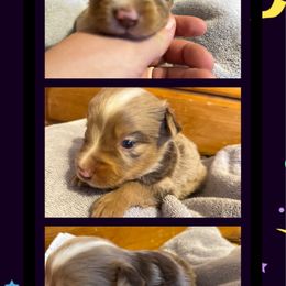 Bear - Red merle male Toy Australian Shepherd puppy in Menan, Idaho from Teton Toy Aussies