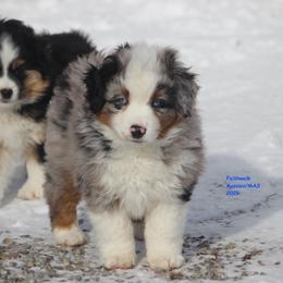 Storm, blue eyes - Black tri male Miniature American Shepherd puppy in Hillsdale, Michigan from Faithwalk Aussies and Mini American Shepherds