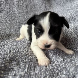 Boy 2 - White black and tan male Papillon puppy in Shirley, Arkansas from Lucky Pups