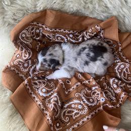 Cricket- Lime Green Collar- NBT - Red tri-color female Australian Shepherd puppy in Newport, Rhode Island from Wildlings Australian Shepherds