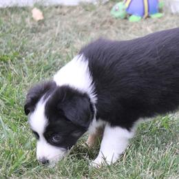Miniature Australian Shepherd and Toy Australian Shepherd Puppies from Sapphire Stables