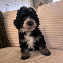 Orion - Tri-color male Bernedoodle puppy in Payson, Utah from Country Sky Doodles