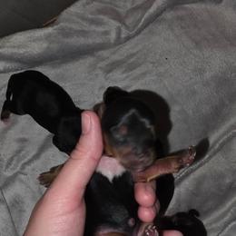 Boy 2 - Black and gold male Yorkshire Terrier puppy in Lakeland, Florida from You Me & The Yorkies