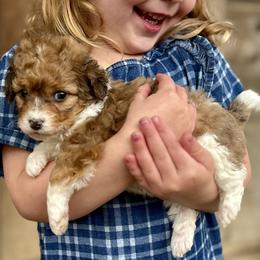 Willow - Brown merle female Aussiedoodle puppy in Paoli, Indiana from Brambleberry Doodles