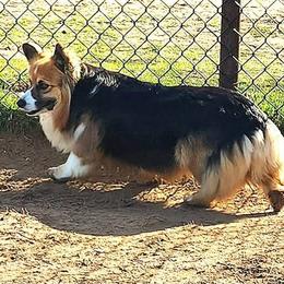 Paprika - Black and tan female Pembroke Welsh Corgi puppy in Mead, Oklahoma from White Star Corgis