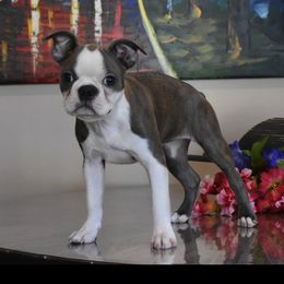 Boston Terrier Puppies from Bull Branch Bostons