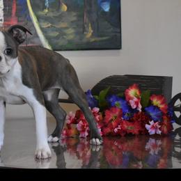 Boston Terrier Puppies from Bull Branch Bostons