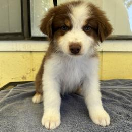 Australian Shepherd puppies from Al Sira Australian Shepherds