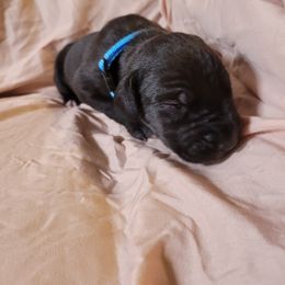 Cane Corso and Great Dane Puppies from RC RANCH GREAT DANES