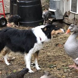 Old Time Scotch Collie All Grown Up from Hidden Orchard Farm
