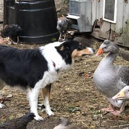 Old Time Scotch Collie All Grown Up from Hidden Orchard Farm