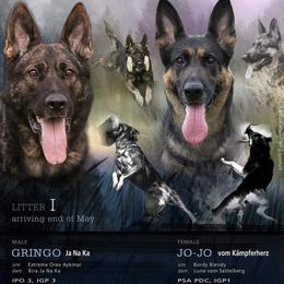 German Shepherd Puppies from Cintron K9