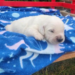 Livy - Light golden female Golden Retriever puppy in Hastings, Michigan from Teresa Stevens
