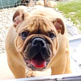 Remi aka Rootie - Fawn male Bulldog puppy in Hillsdale County, Michigan from KZ Bullies LLC