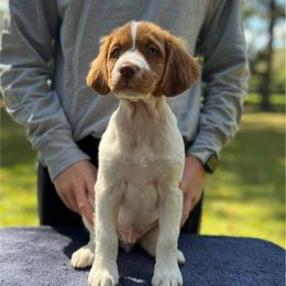 Light Blue Boy - Orange and white male Brittany puppy in Milner, Georgia from Hi-Hope Kennel