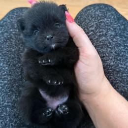 Black female - Black female Pomeranian puppy in Oak Lawn, Illinois from Pomeranian Boutique