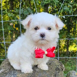Casper - White male Maltese puppy in Utica, Ohio from Poodle Me Crazy