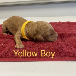 Poodle Puppies from Rock Creek Royal Poodles