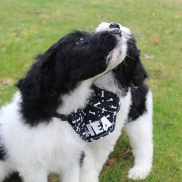 Aussiedoodle Puppies from Old Mills Aussiedoodles