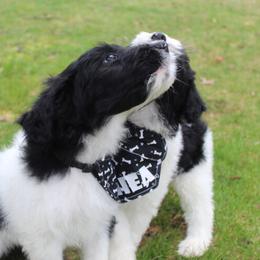 Aussiedoodle Puppies from Old Mills Aussiedoodles