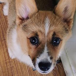 Lavender girl - Red female Pembroke Welsh Corgi puppy in Mountain View, Hawaii from Celtic Corgis