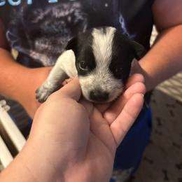 Girl 3 - Blue female Australian Cattle Dog puppy in Defuniak Springs, Florida from Blue Cypress Stock dogs